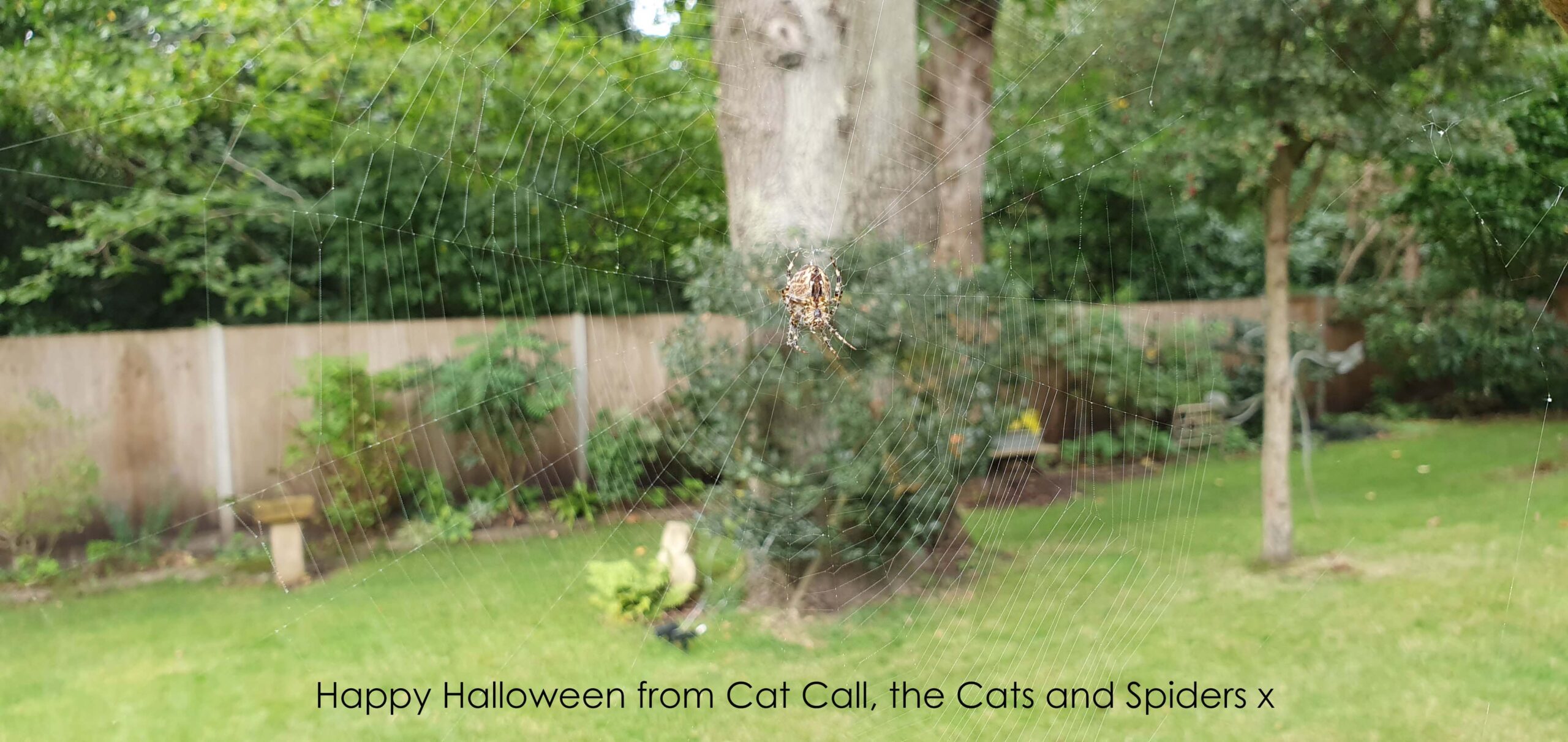 Cat Call Charity Hastings
