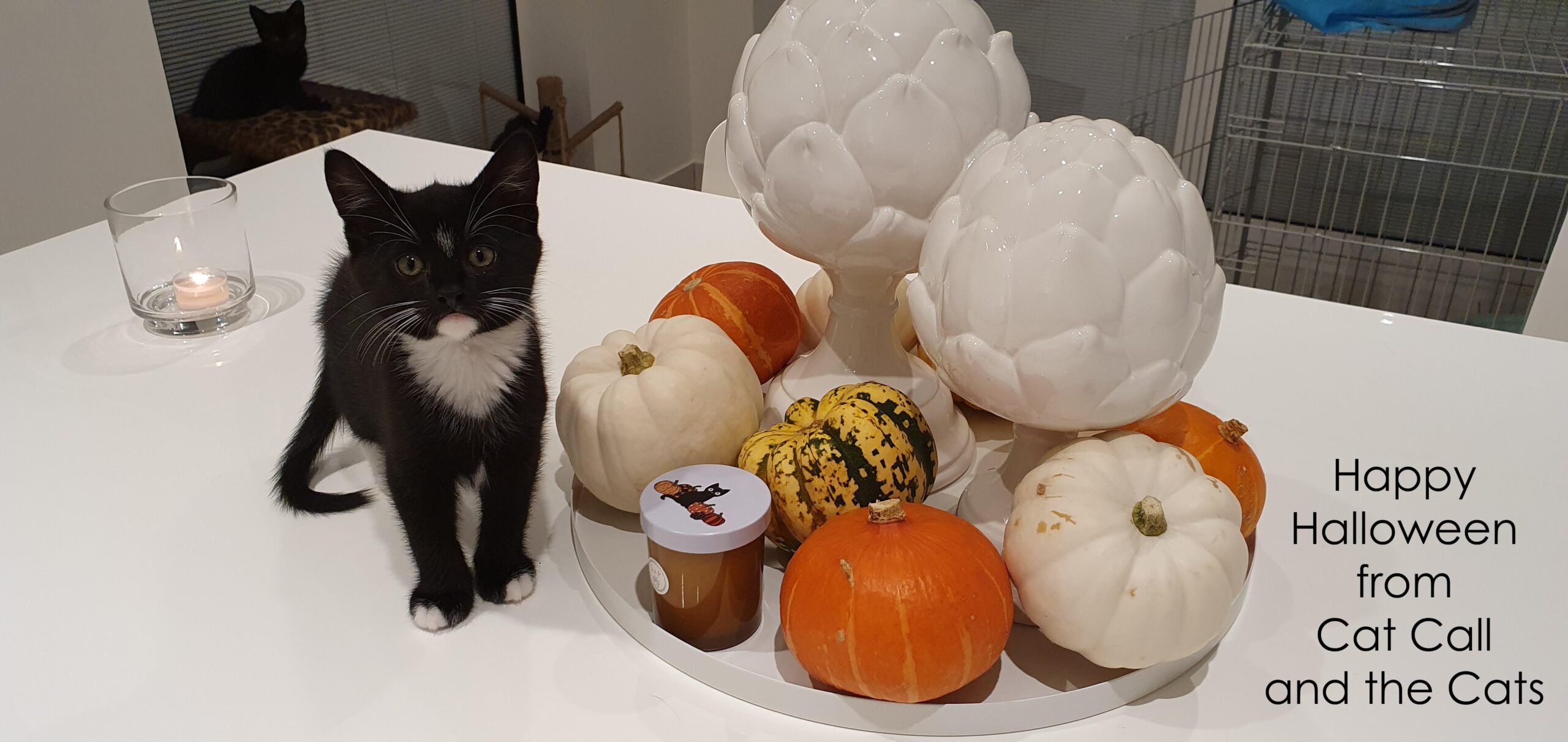 Happy Autumn from all the Cats at Cat Call