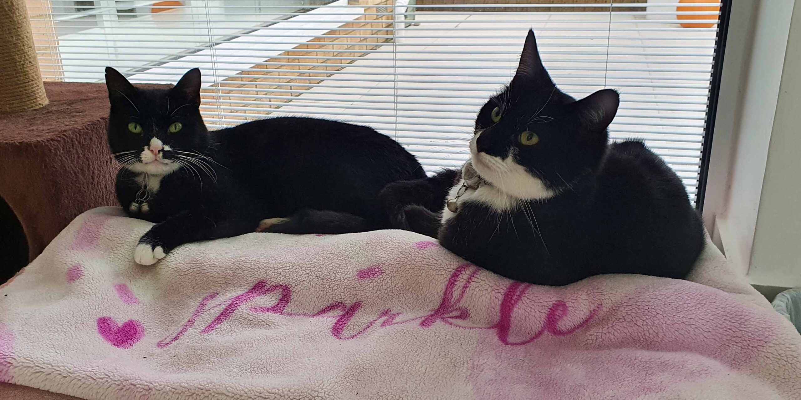 Happy rescued Cats