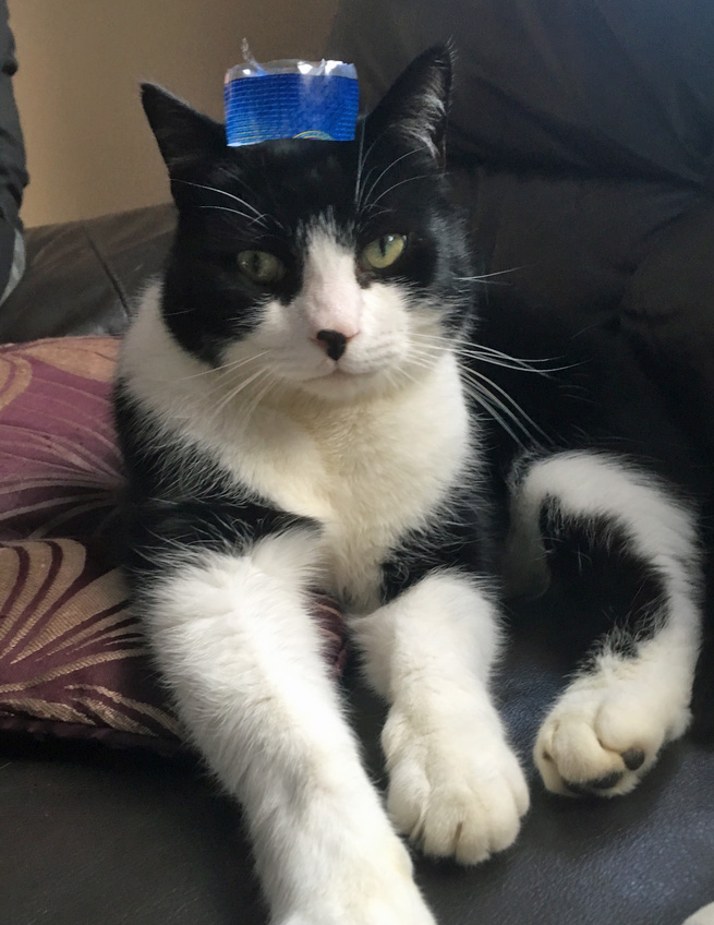 Cat missing in Bexhill On Sea