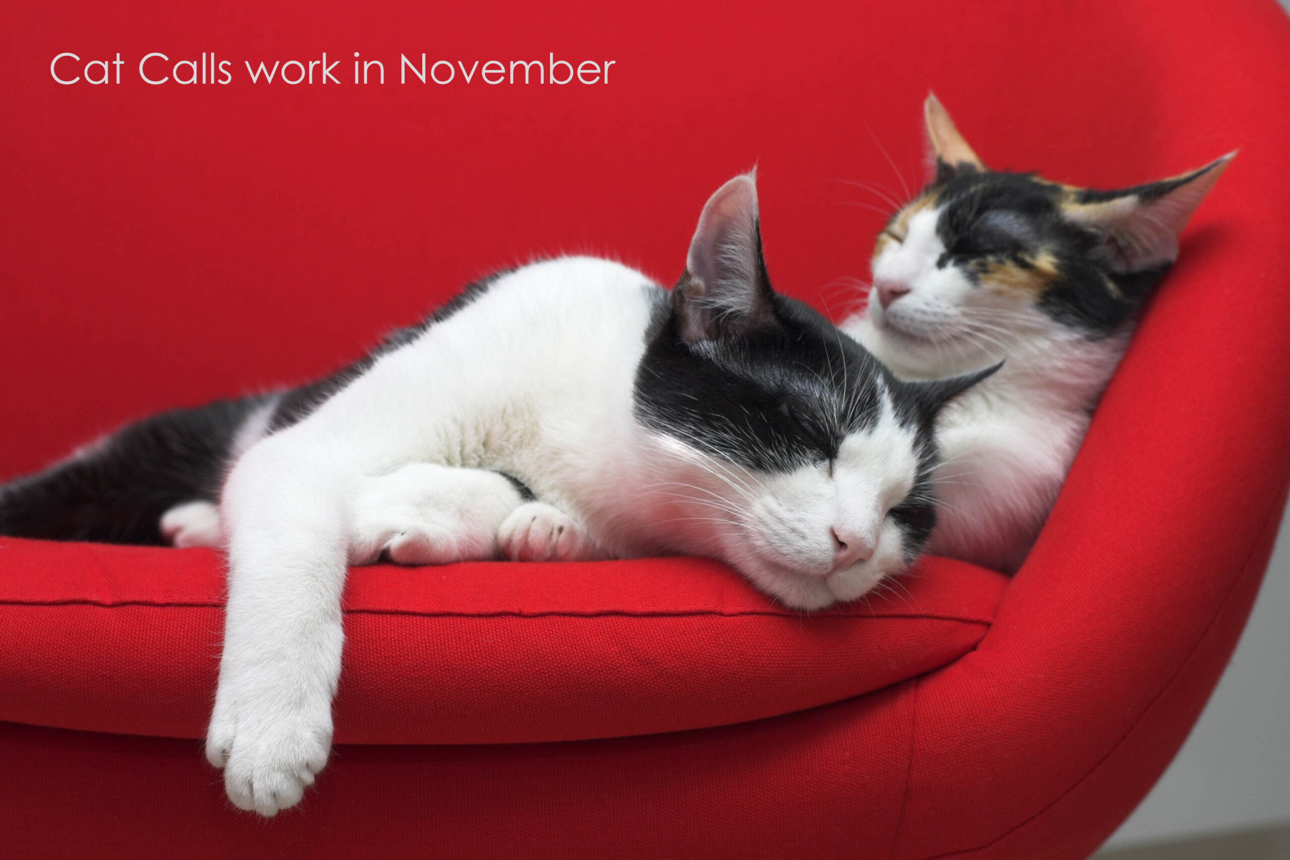 Cat CAll Charity's work in November