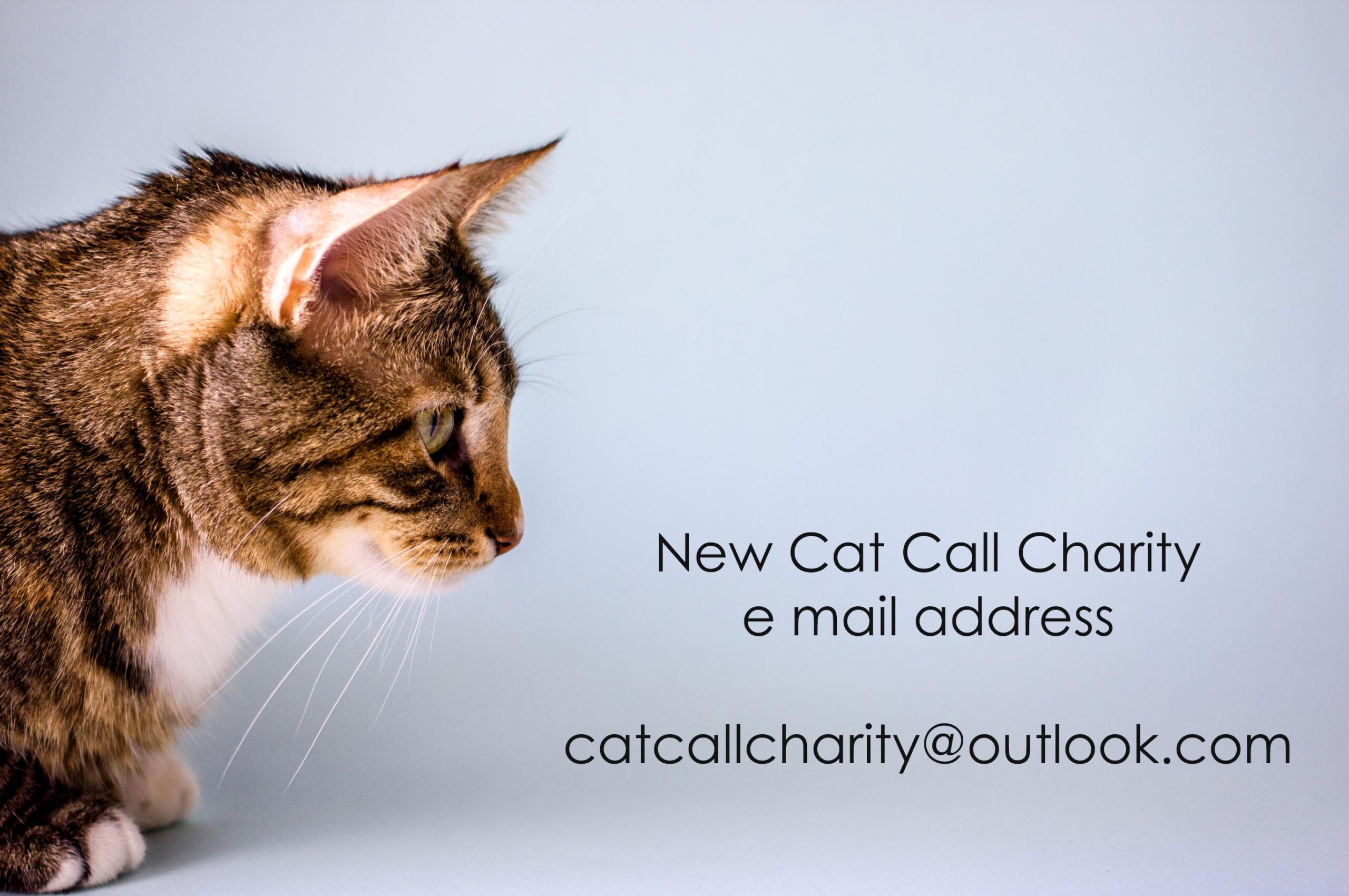 Cat Call Charity e mail address