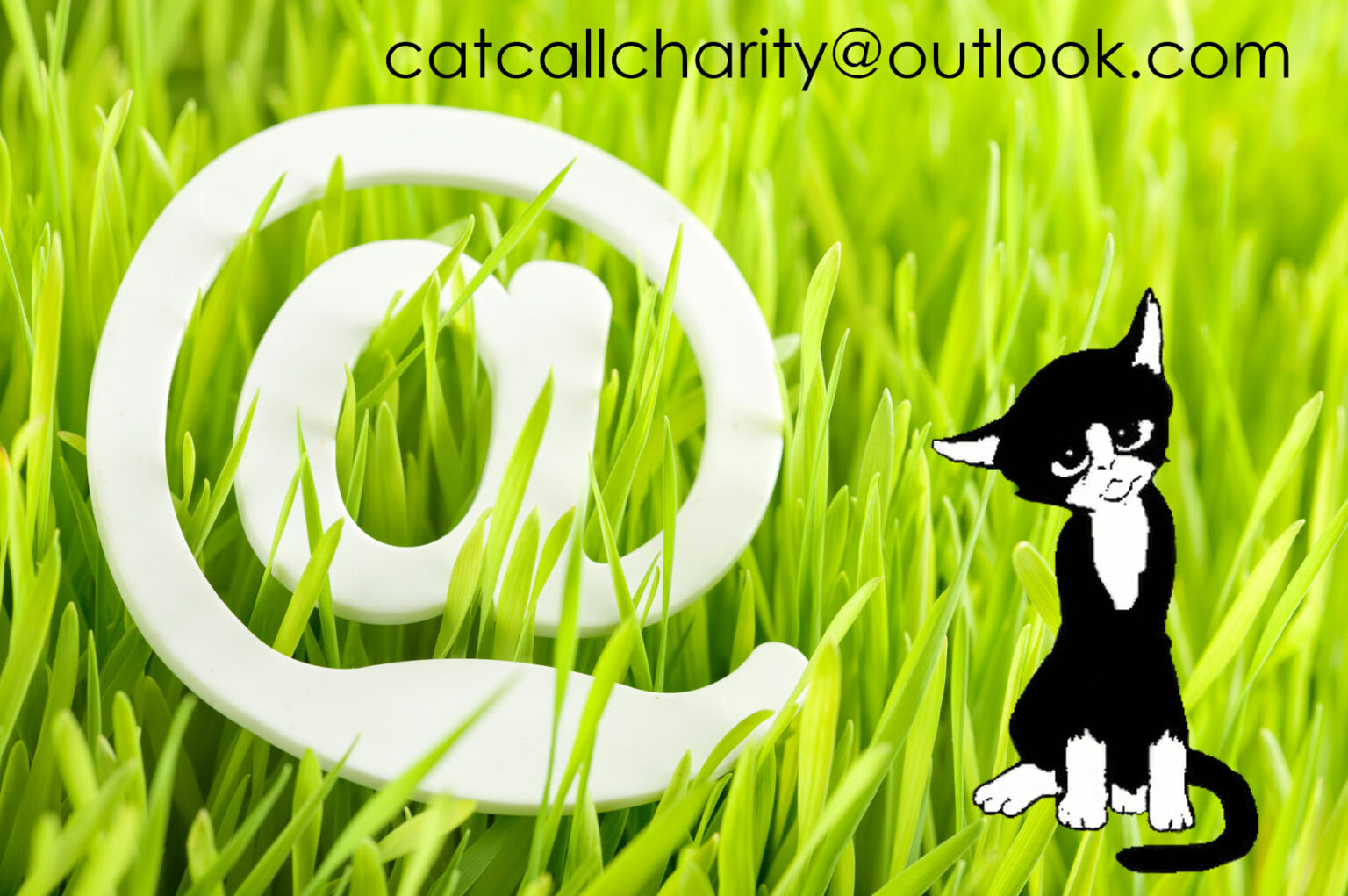 Information - A Cats Legal Status Under UK Law - Cat Call UK