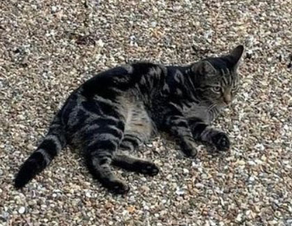 Cat missing in Crwohurst East Sussex
