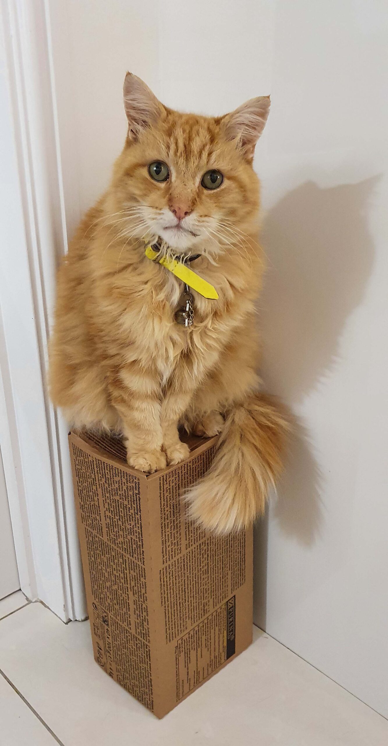 Denis Cat on his box