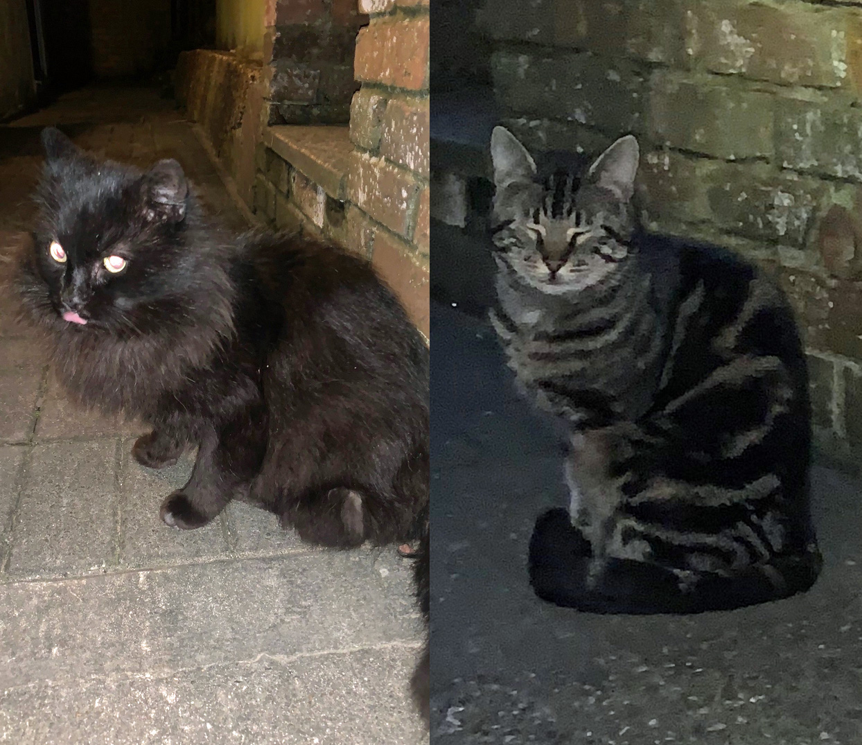 Cats found in Rye Road Hastings