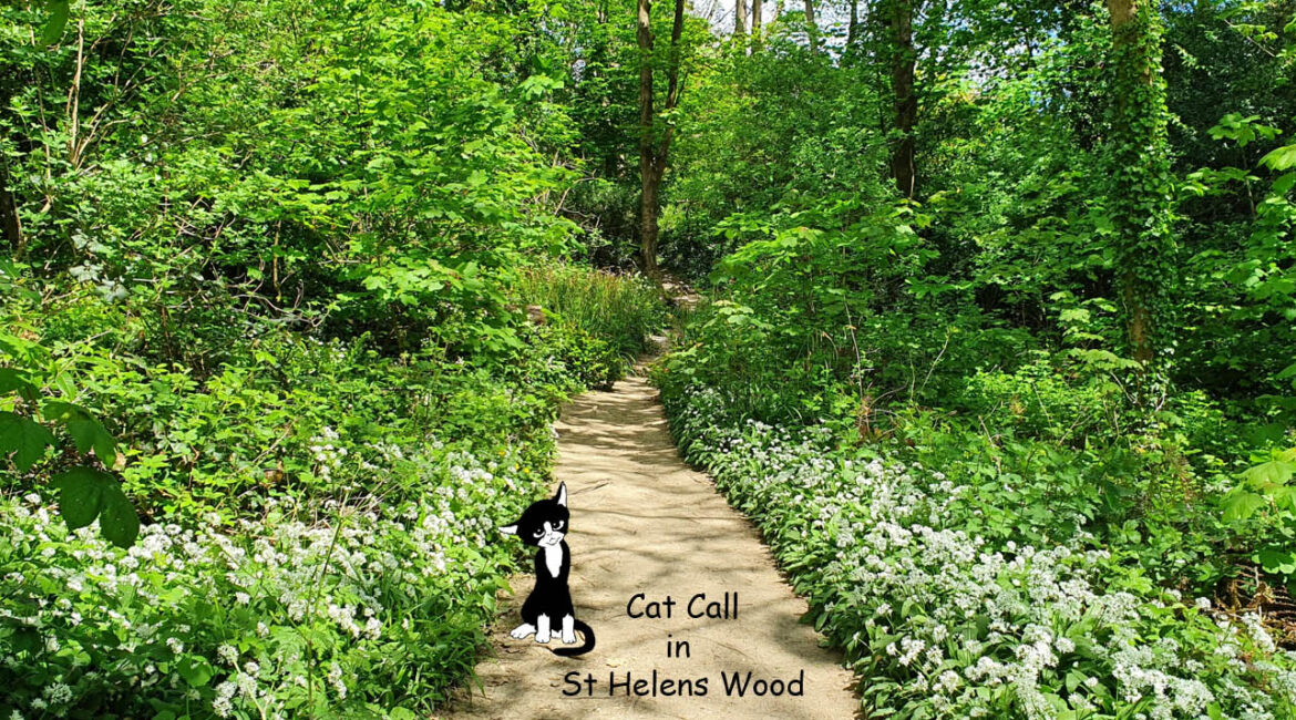 Cat Call at the St Helens Wood Summer Fair Sat 25th June