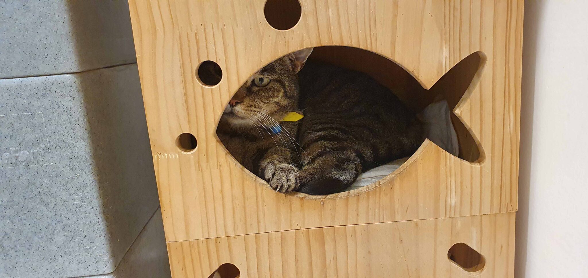 Cat Call UK Cat Call UK Caring for Cats in the Hastings area