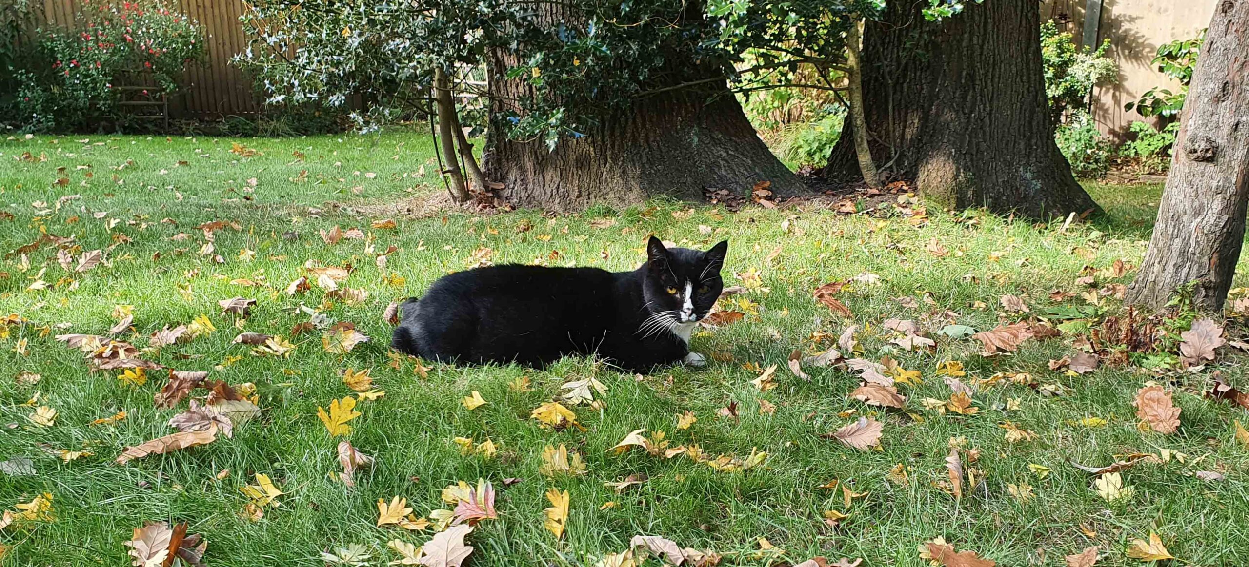 Cat Call in autumn