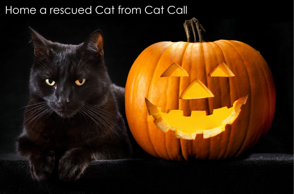 cats-for-homing-home-a-cat-call-cat-cat-rescue-cat-call-uk-cat-call-uk