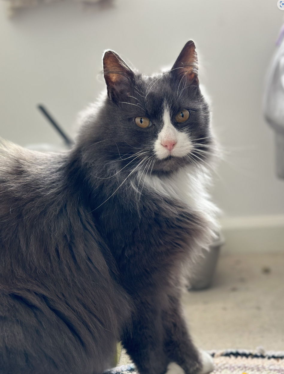 Long haired Cat missing in Hastings
