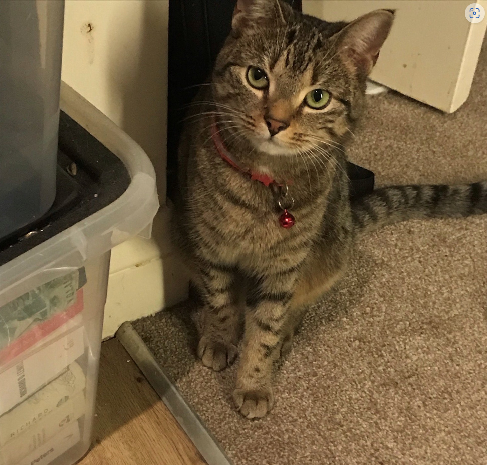 Small brown tabby missing in St Leonards On Sea