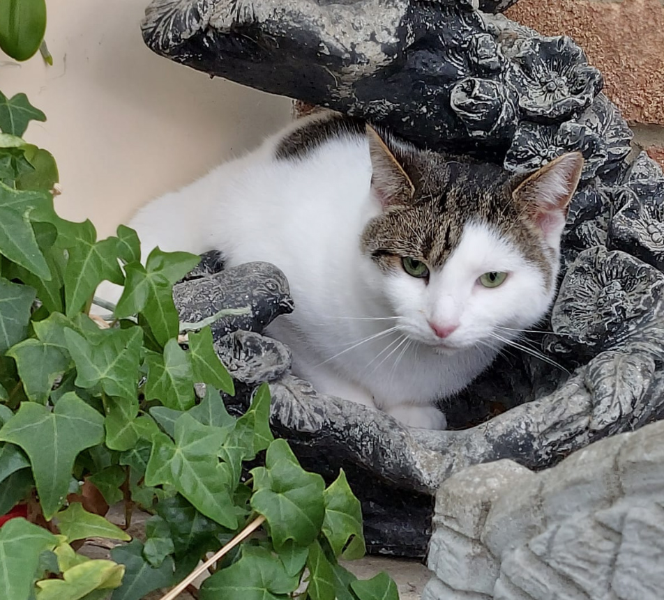 White and tabby Cat missing in Hastings