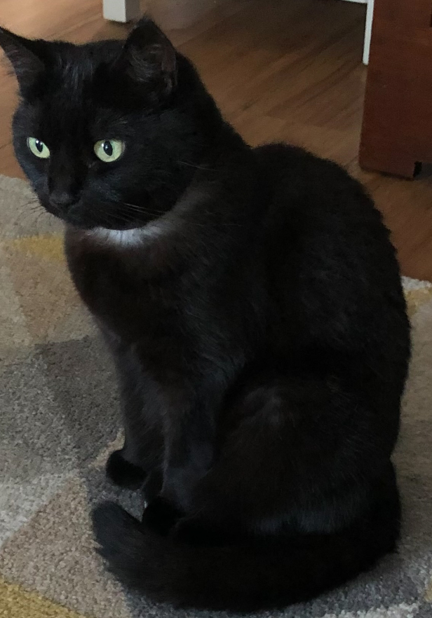 Black Cat missing in St Leonards On Sea