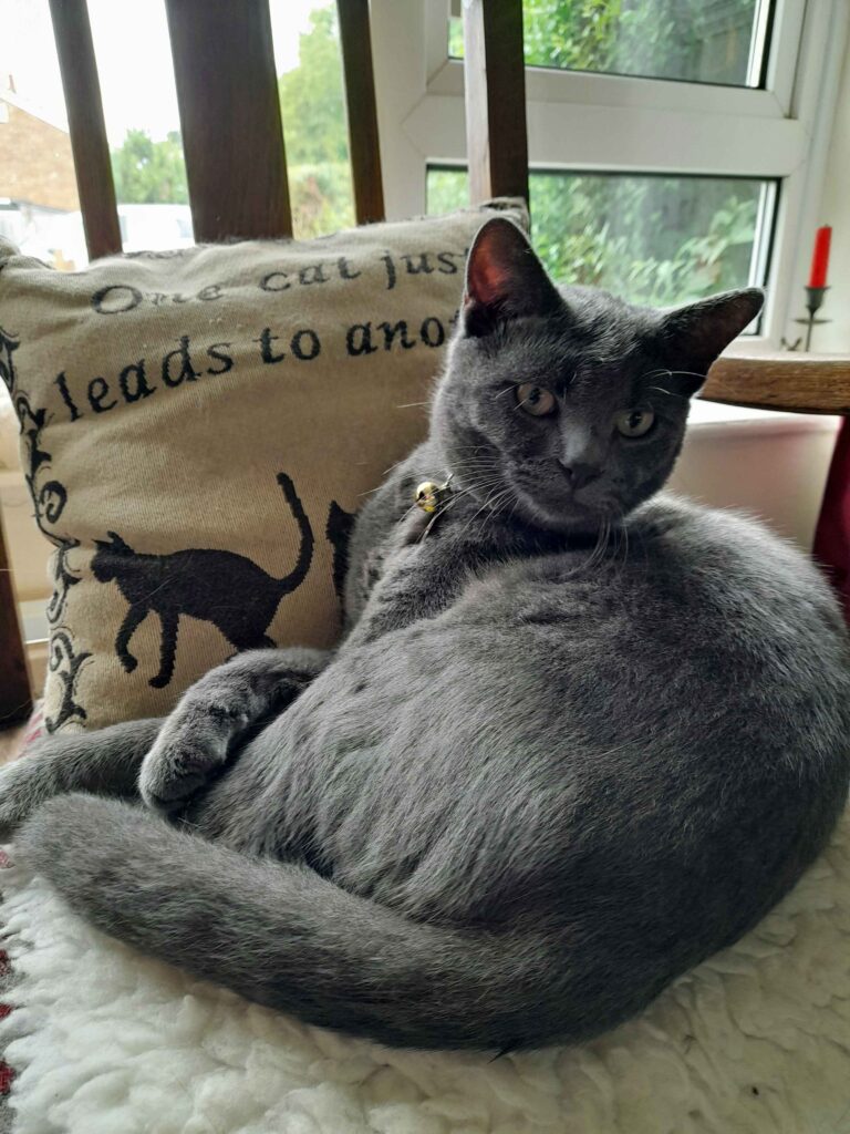 Grey Cat missing in Icklesham
