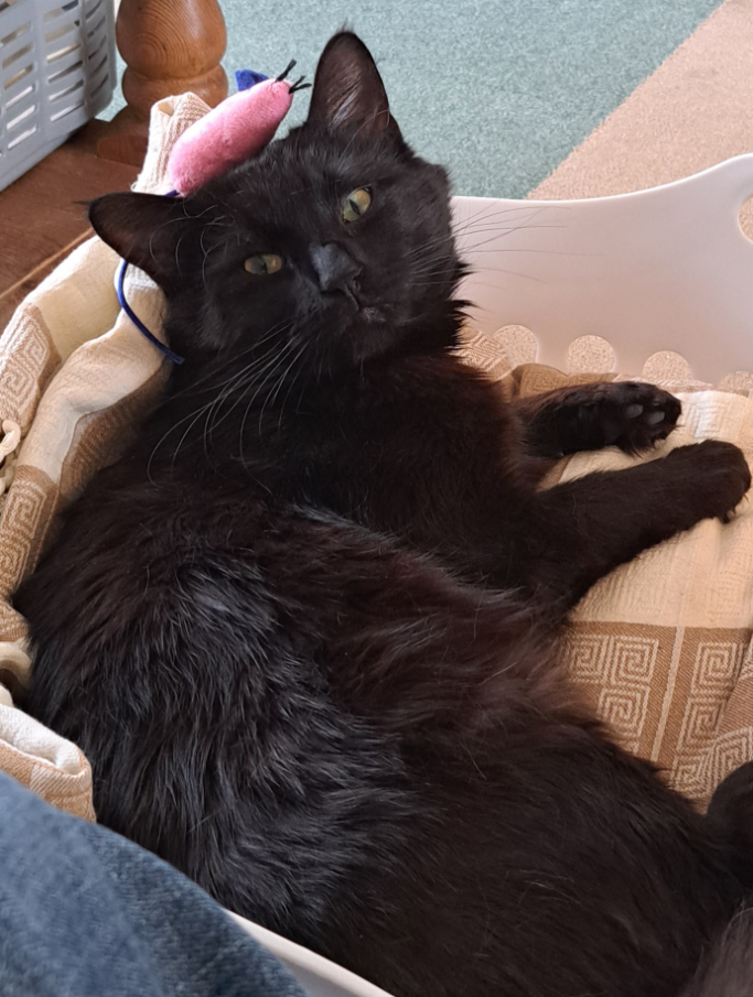 Black Cat missing in Bexhill On Sea