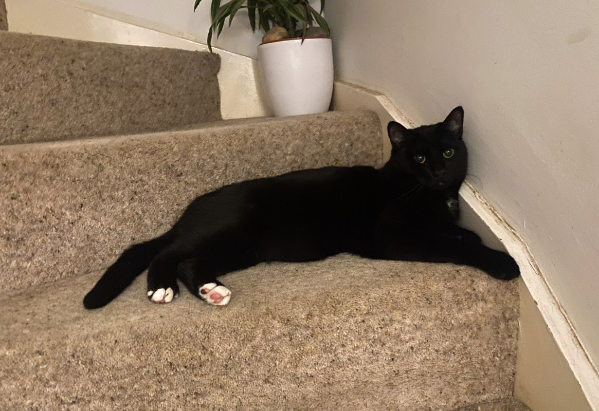 Black Cat missing in Bexhill On Sea