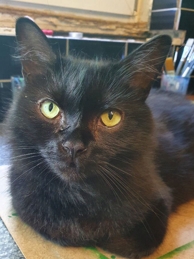 Black fluffy Cat missing in Hastings