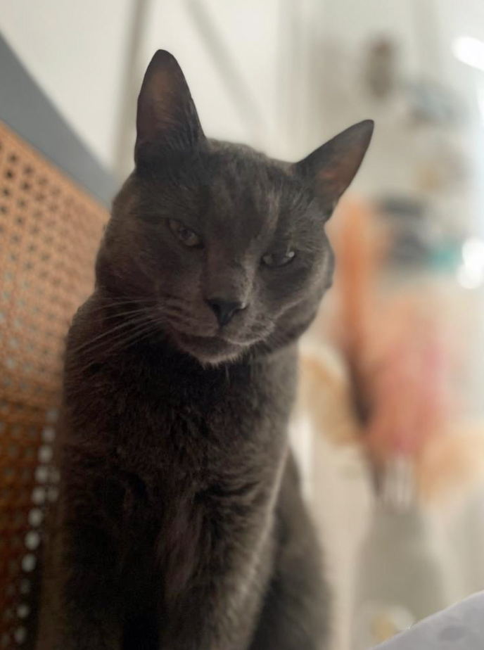 Small grey Cat missing from St Leonards On Sea