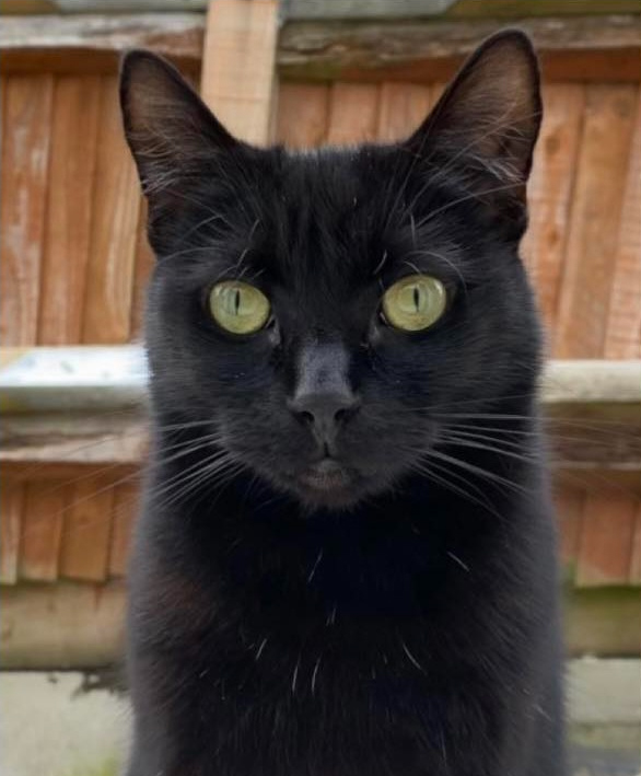 Black Cat missing in Hastings