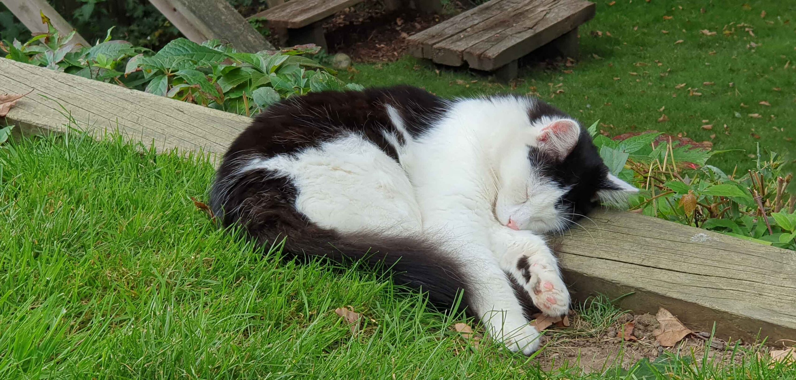 You cannot look at a sleeping cat and feel tense