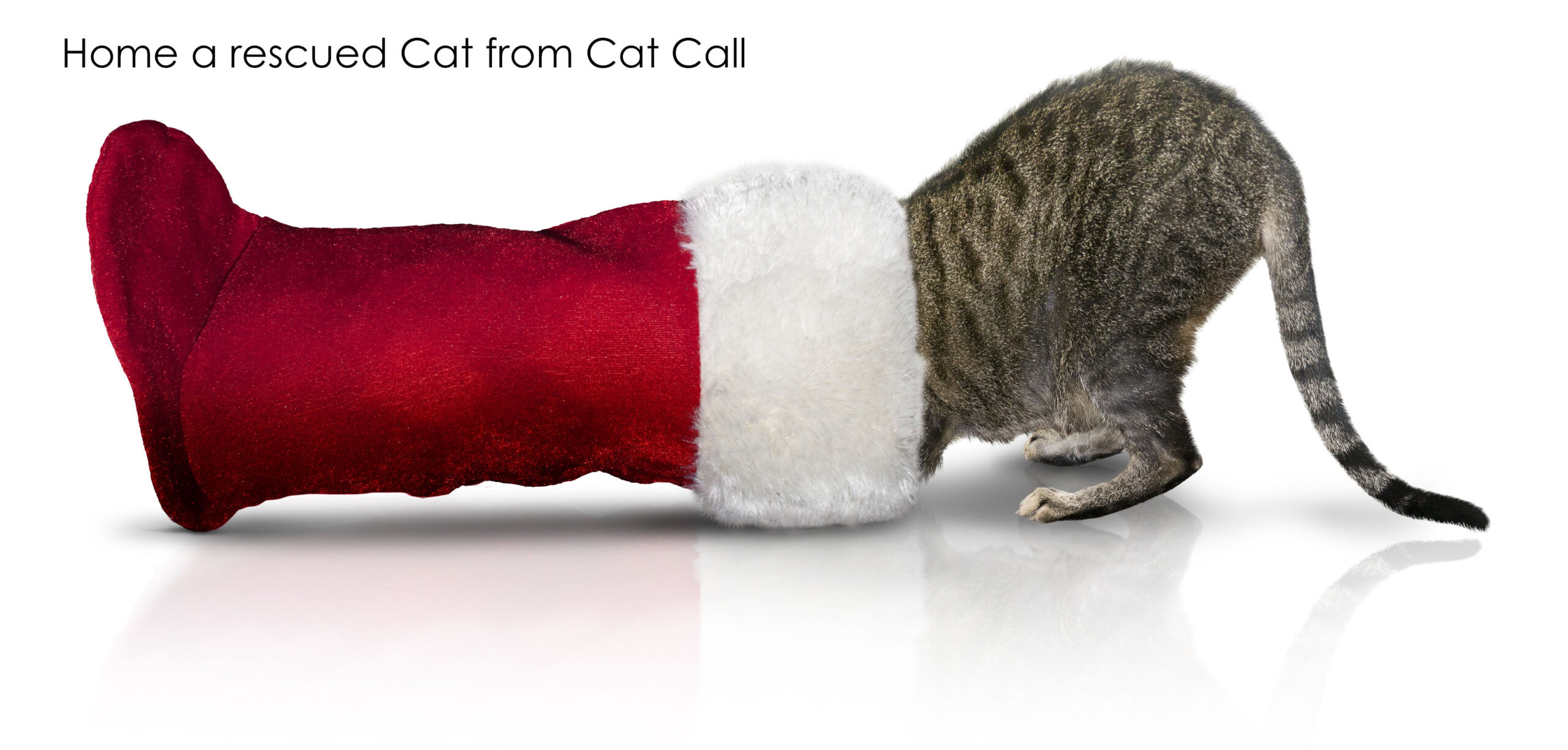 Cats For Homing Home a Cat Call Cat Cat rescue Cat Call UK Cat Call UK