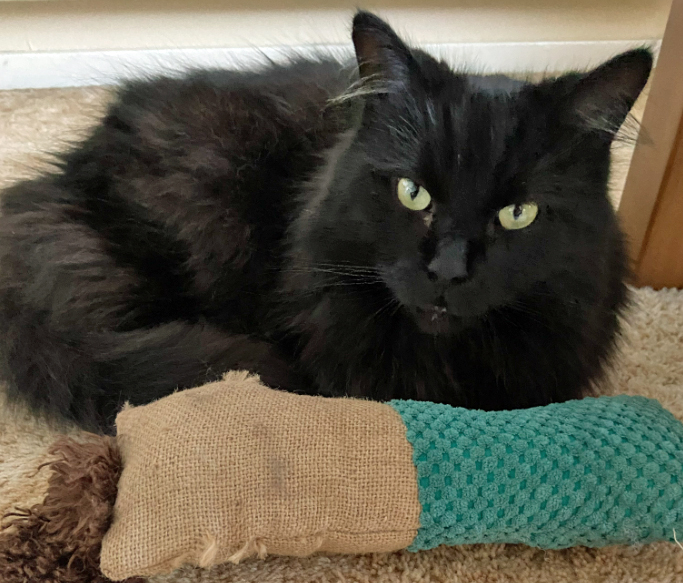 Long hair black Cat missing in Bexhill On Sea