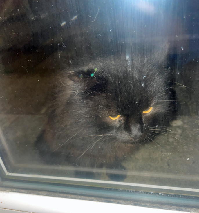 Fluffy black Cat found in Bexhill On Sea
