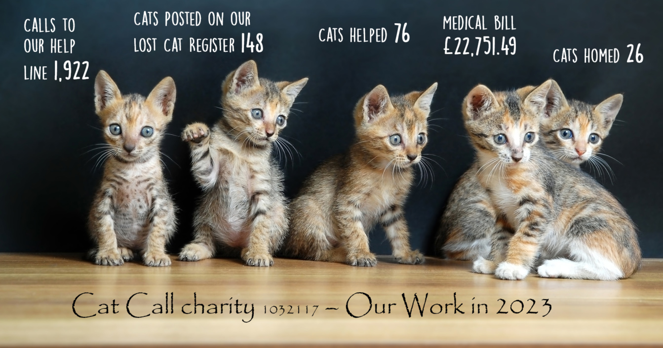 Cat Call Charities work in 2023
