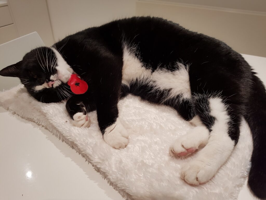 Cat Call UK Cat Call UK Sponsor a Cat Call Cat Caring for cats in need