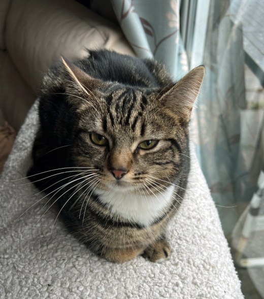 Small tabby Cat missing in St Leonards