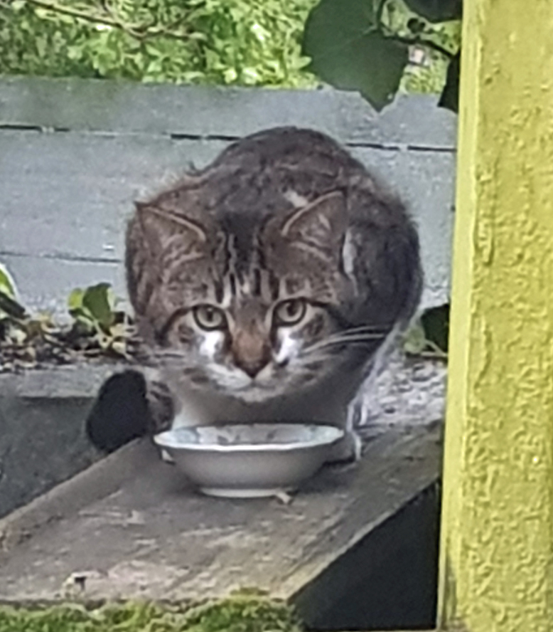 Cat found in Hastings