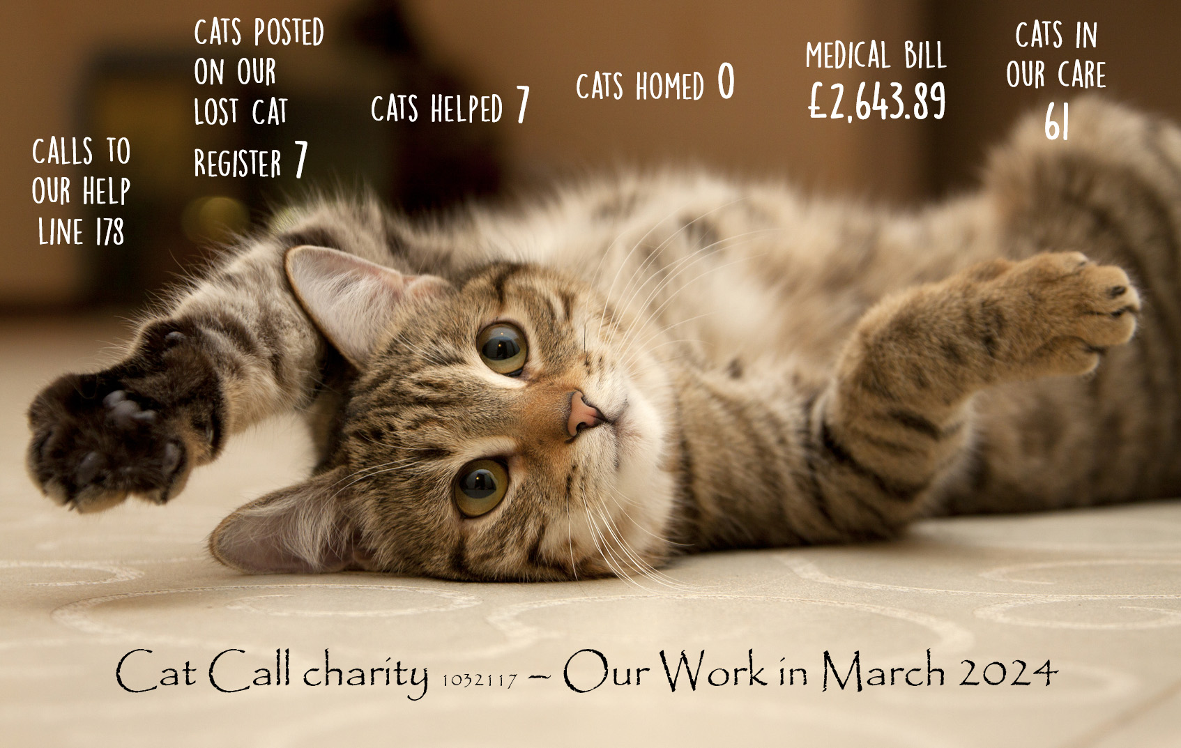 Cat Call charity caring for Cats in need