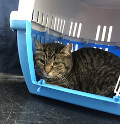 Tabby Cat found in Hastings