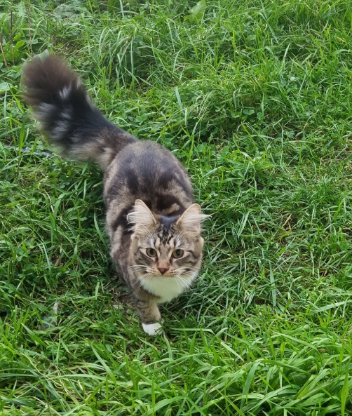 Tabby maincoon mix missing in Hastings
