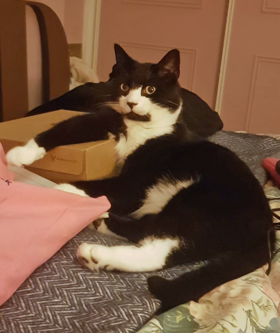 Black and white Cat missing in St Leonards On Sea