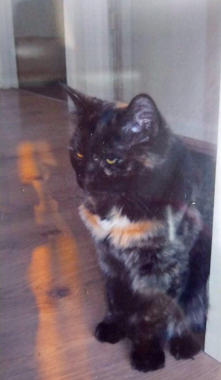 Tortie Cat missing in Little Common