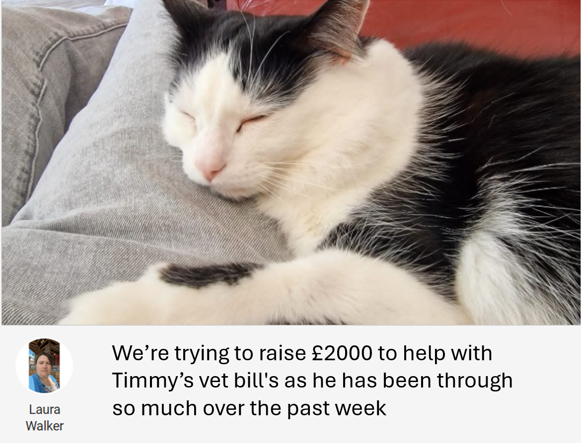 Go Funding for Timmy Cat