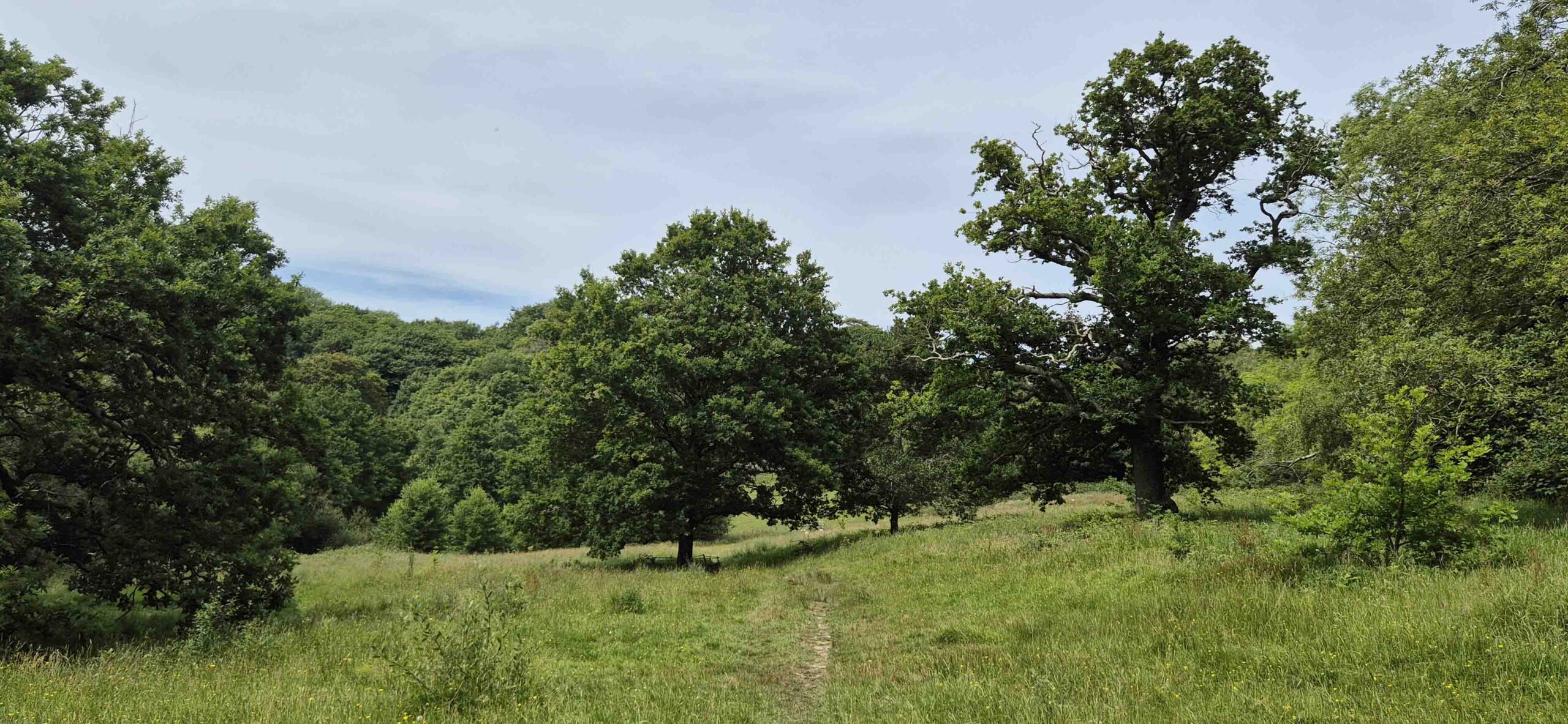 Oak trees and meadows