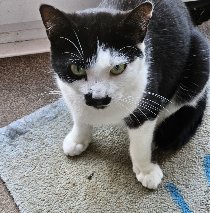 Black and white Cat missing in St Leonards On Sea