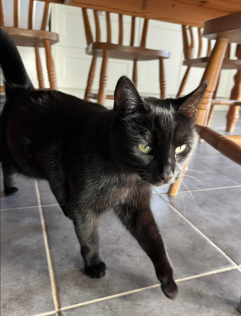 Small black Cat missing in Ninefield