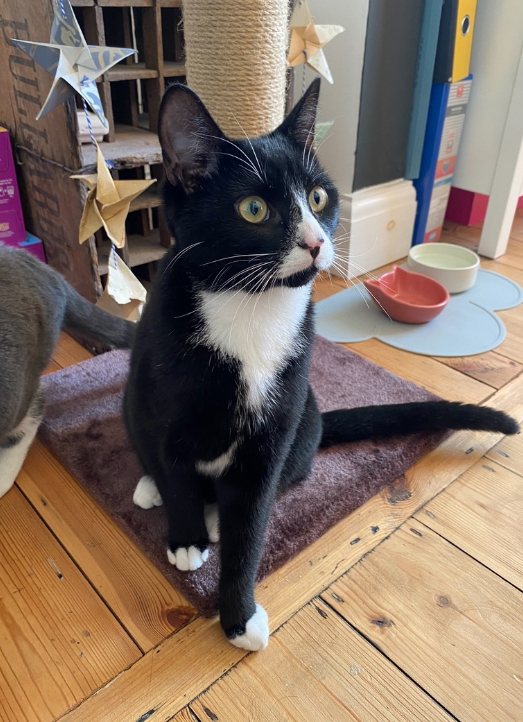 Black and white Cat missing in Hastings