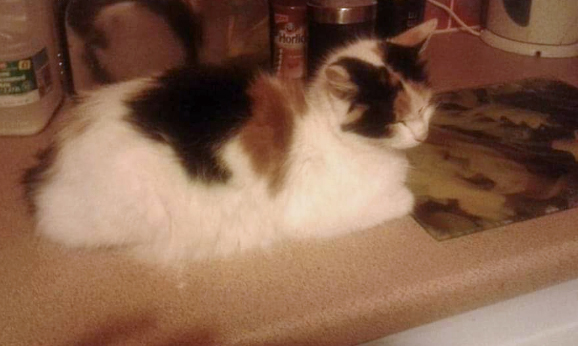 White and calico Cat missing in Hastings