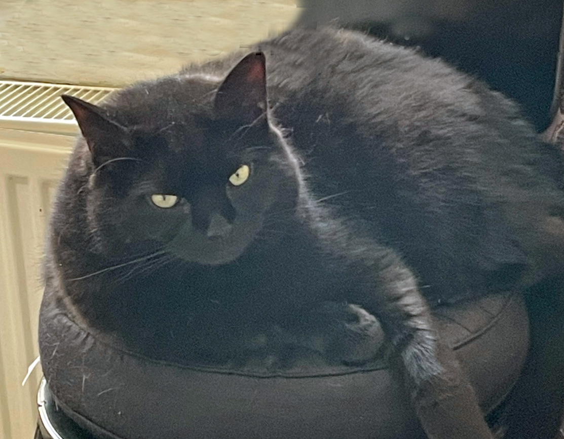 Large black Cat missing in Hastings