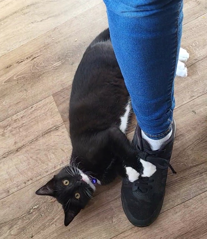 Black cat with a white chin and paws missing in Hastings