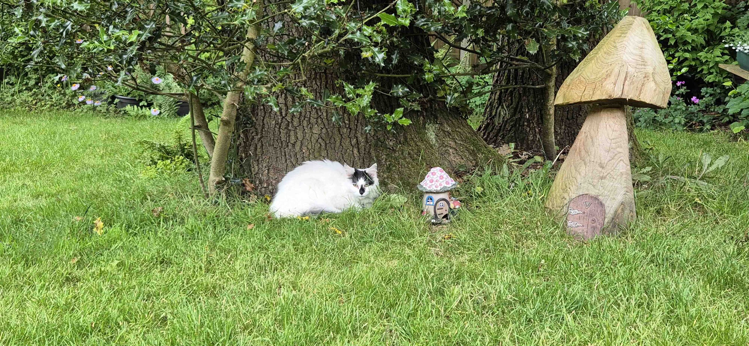 Cat Call in Hastings