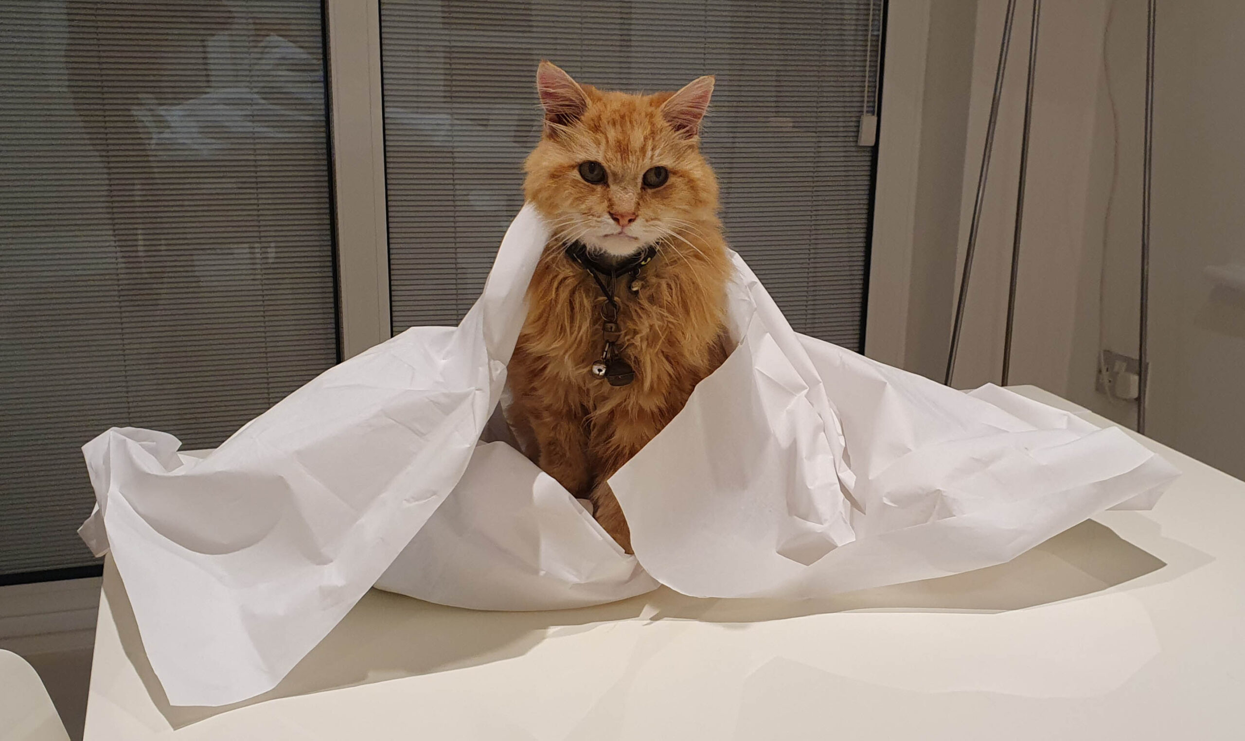 Denis at Cat call Charity