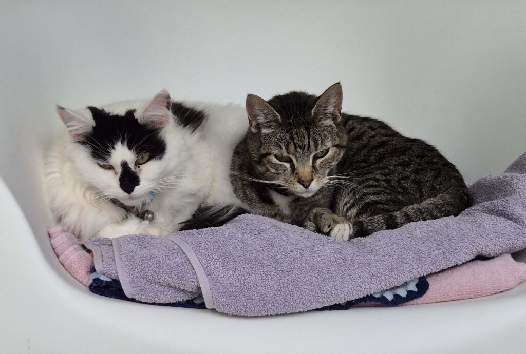 Cat Call friends