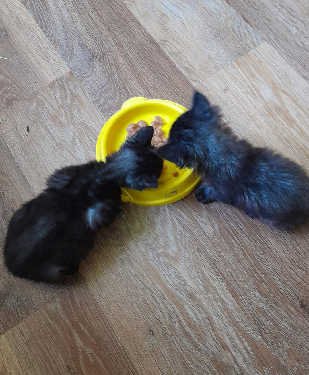 Rescued and doing well
