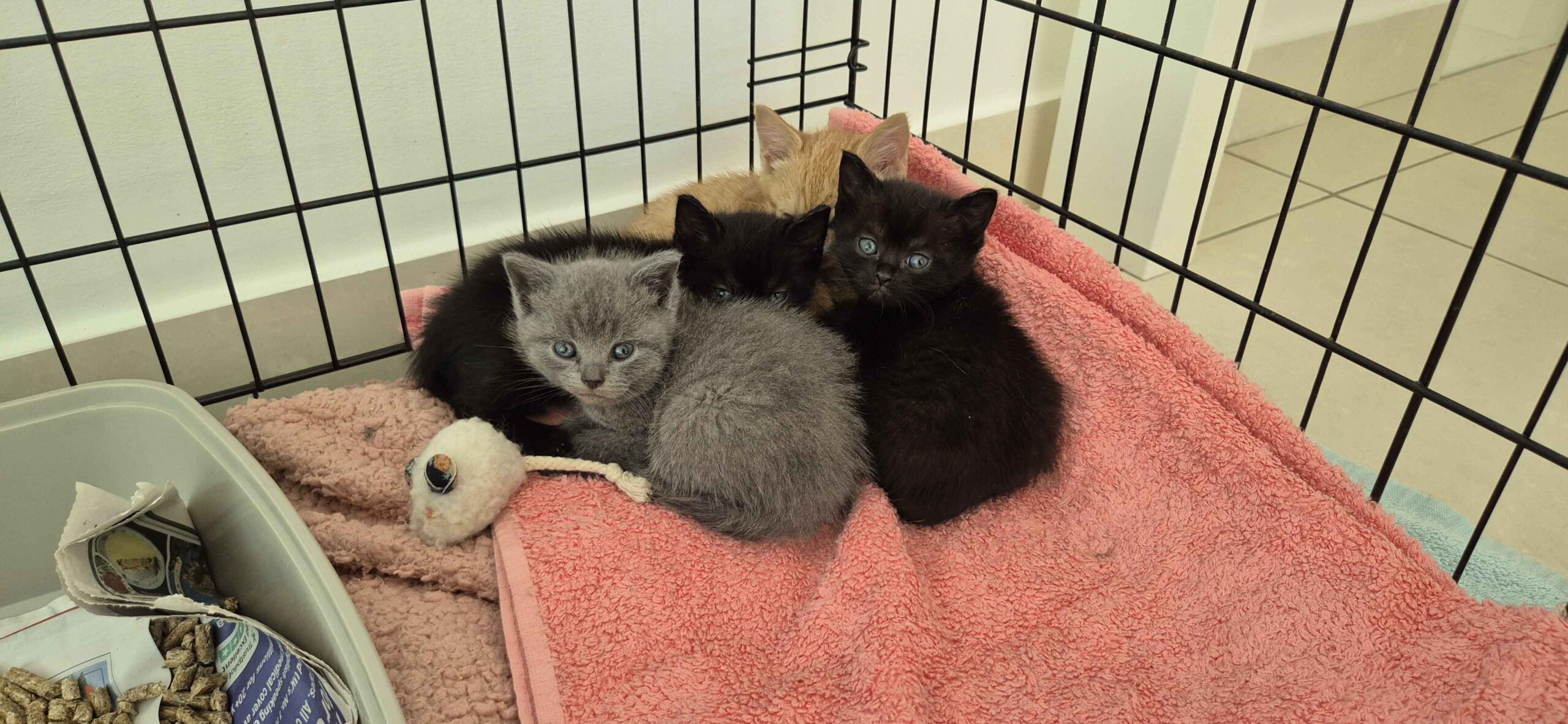 Rescued kittens